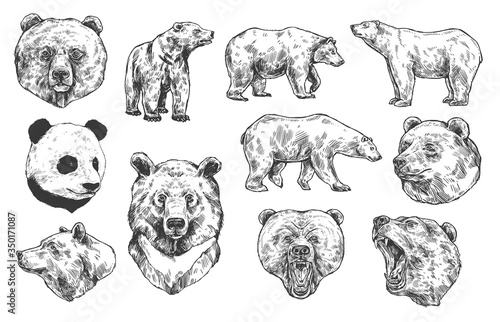 Fotografía Grizzly bear and panda vector sketches, isolated icons set