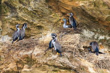 Spotted Cormorants (aka. Spotted Shags) Nesting On A Coastal Cliff. New Zealand 