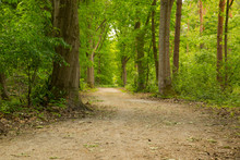 Footpath In The Woods