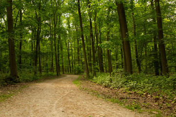 path in the forest