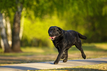 Wall Mural - Black labrador retriever lab outdoor in summer park on the grass