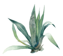 Plant With Green Leaves (agave) Hand Drawn In Watercolor Isolated On A White Background. Watercolor Floral Illustration. Botanical Illustration