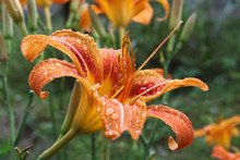 Beautiful Bright Orange Day-lily On A Rainy Summer Day