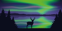 Wildlife Deer By The Lake With Beautiful Polar Lights In The Sky Vector Illustration EPS10