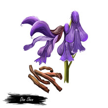 Dan Shen Red Chinese Sage, Tan Shen Digital Art Illustration Isolated. Salvia Miltiorrhiza, Danshen Perennial Plant In Salvia, Root And Purple Flowers Used Condiment In Traditional Chinese Medicine