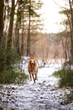 © svetlanistaya - Puppy borzoi walks outdoor at winter day