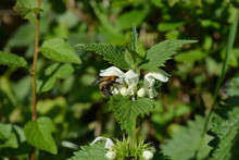Bumble Bee On A White Dead Nettle Flower, Also Known As Lamium Album In A British Hedgerow In Springtime, Dorset, England