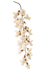 Poster - black locust flowers