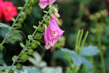 Digitalis Flowers On A Background Of Green Garden