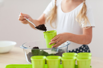 Wall Mural - Little girl in a white T-shirt plants pea seeds in green pots, a child cares for plants, a home garden on the window