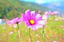 Pink Wildflowers In Meadow