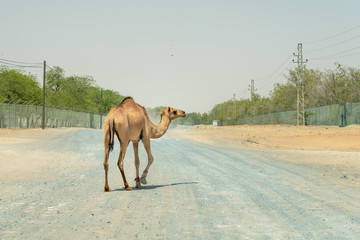 camel 2