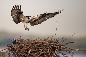 Wall Mural - An Osprey landing in its nest.