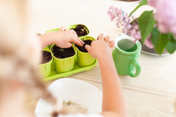 Wall Mural - Little girl in a white T-shirt plants pea seeds in green pots, a child cares for plants, a home garden on the window