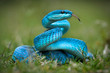 © alfinandra - Blue Turquoise Trimeresurus Insularis