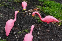Plastic Pink Flamingoes In A Front Yard