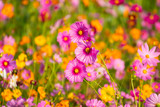 Fototapeta Kosmos - Colorful cosmos flowers in the garden..