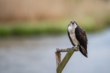 Wall Mural - An Osprey on a perch.