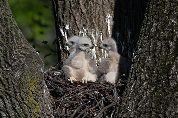Wall Mural - triplets - three red-tailed hawk nestlings.