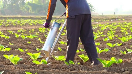 Wall Mural - Asian farmer working in the field and giving fertilizer by digging tool into the soil for young tobacco tree