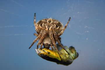 spider on a web