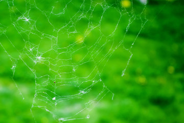 spider web macro on bright blurred green grass background. 