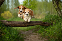 Two Beagle Dog Jump Ower A Log Together Active Walk With Scent Hounds