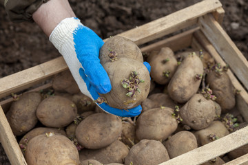 A gloved hand holds a potato tuber before planting, a box of potato seeds in the background