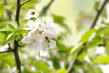 beautiful White flowers of the apple tree and two bees in the garden.