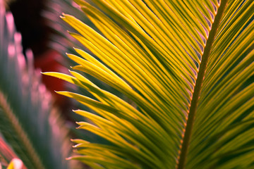 Background with palm leaves. Selective focus.