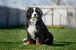magnificent puppy of bernese mountain dog beautiful portrait of a puppy in nature
