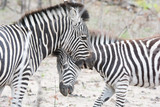 Fototapeta Konie - Zebra (Equus equus) in the Timbavati Reserve,South Africa