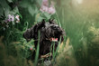 miniature schnauzer black puppy spring walk in nature beautiful portrait expressive look
