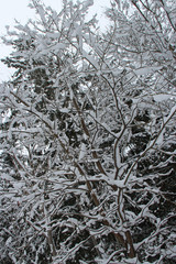 forest in the french alpes, closed to chamonix (france)