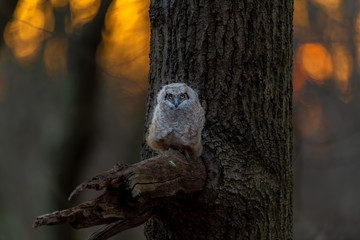 Wall Mural - a great horned owlet at sunset.