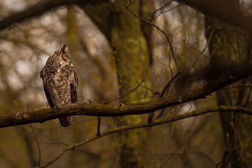 Wall Mural - a great horned owl perched in the forest.