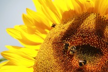 Close-up Of Sunflower