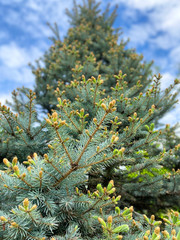 Close-up of fir tree in the park in spring.