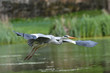 A grey heron flying over water