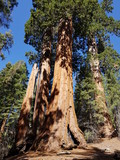 Fototapeta Tęcza - old tree in forest in sequoia national park California , usa