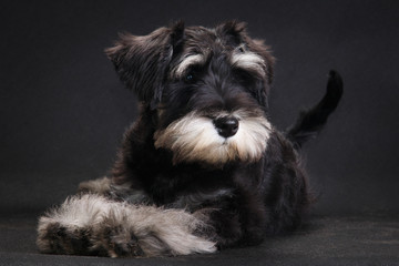 Wall Mural - Miniature schnauzer dog lies on a black background