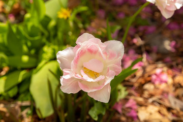 Pink and white tulip