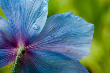 Closeup of a Himalayan blue poppy in springtime