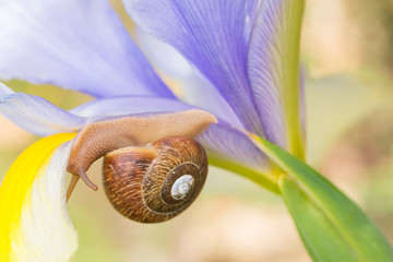 A garden snail turns upside down as it moves along the petal of a purple and yellow iris