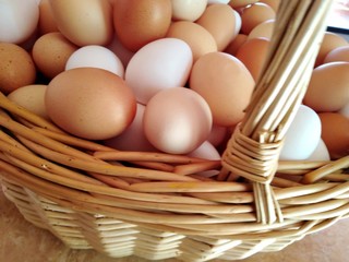 multicolore eggs brown white in a wicker basket handle in the right
œufs multicolore bruns et blancs dans un panier en osier, hanse à droite