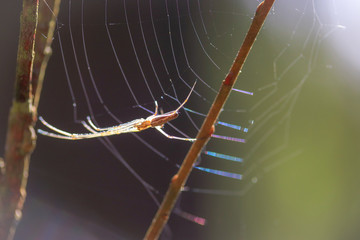 spider on a web