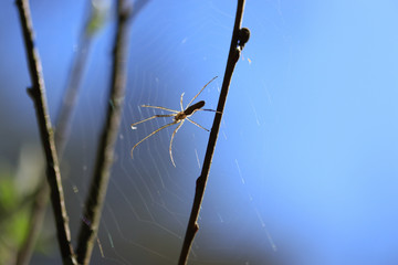 spider on a web