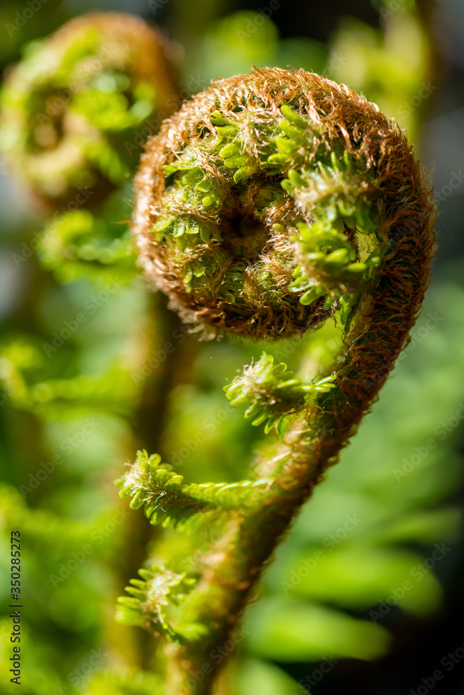 Farn Farnwedel ausrollen Osmunda regalis Knigsfarn Bischofsstab  Osmundaceae Rispenfarngewchse Sporangien Spirale Symbol Sinnbild Kraft  leben Sprieen Wachstum Energie Frhling Jahrezeiten Zyklus Stock Photo |  Adobe Stock