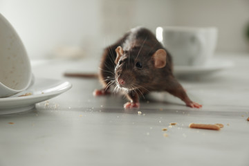 Wall Mural - Rat near dirty dishes on table indoors. Pest control