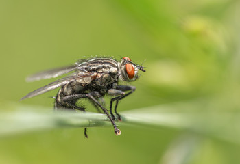 Sticker - Fliege auf Grashalm